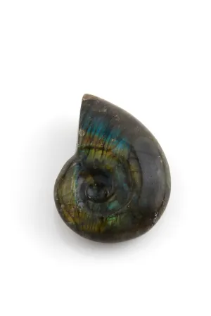 Ammonite Shaped Labradorite
